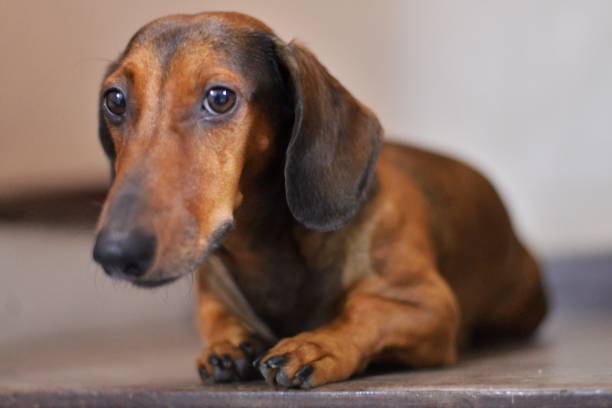 istock cute dog duchshund 1431522797