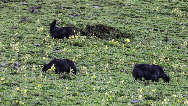 Yaks graze on the hillside covered with Meconopsis