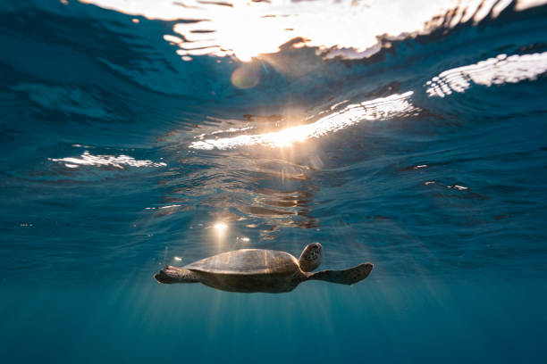 istock Green Sea Turtle on Great Barrier Reef 1431525641