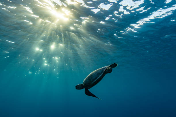 緑海亀のグレートバリアリーフ - turtle green sea turtle silhouette sea ストックフォトと画像