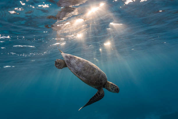 緑海亀のグレートバリアリーフ - turtle green sea turtle silhouette sea ストックフォトと画像