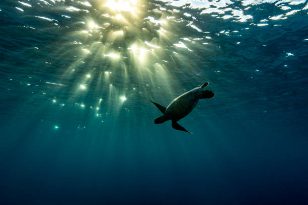 istock Sunrise Green Sea Turtle 1431526912