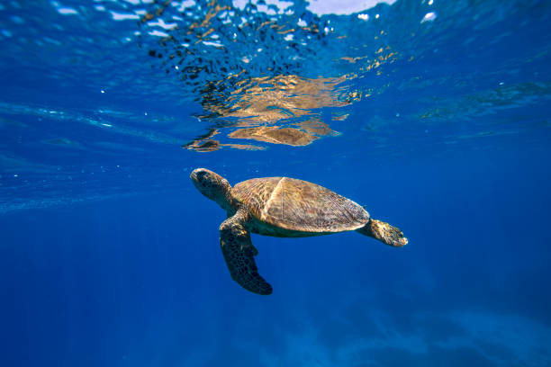 istock Green Sea Turtle in blue water. 1431528740