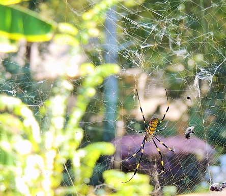 A Joro spider in a web