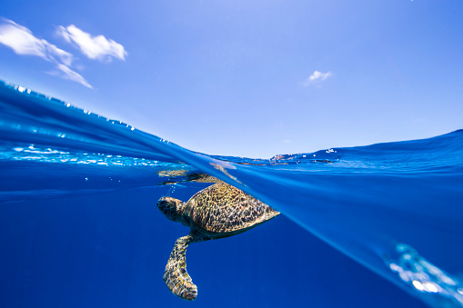 A funny cute sea turtle looking right at the camera with sun rays behind him.