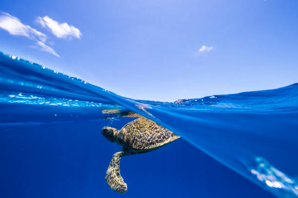 Green Sea Turtle in blue water. A green Sea Turtle swims through blue water on the Great Barrier Reef at LAdy Elliot Island in Queensland great barrier reef marine park stock pictures, royalty-free photos & images