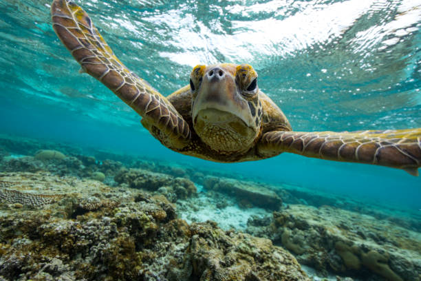 Green Sea Turtle in lagoon. A green sea turtle swims through the lagoon on LAdy Elliot Island on the Great Barrier Reef. great barrier reef marine park stock pictures, royalty-free photos & images