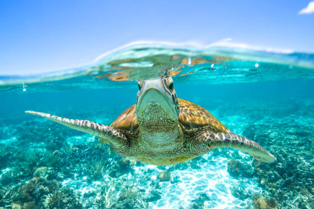 istock Green Sea Turtle in lagoon. 1431531306