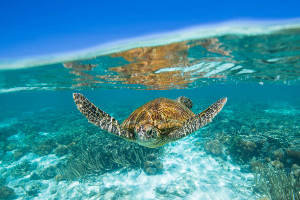 istock Green Sea Turtle in lagoon. 1431531311