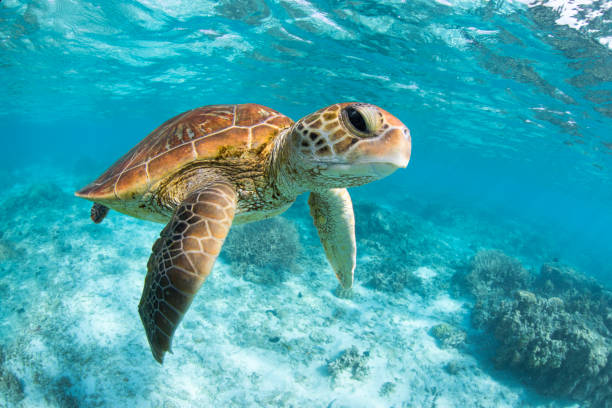 istock Green Sea Turtle in lagoon. 1431531314