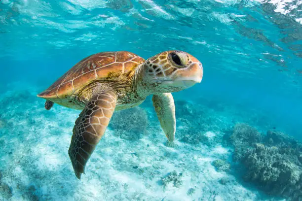 A green sea turtle swims through the lagoon on LAdy Elliot Island on the Great Barrier Reef.