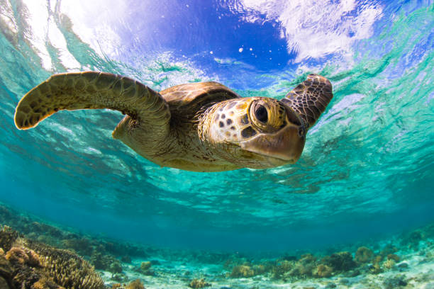 istock Green Sea Turtle in lagoon. 1431531319