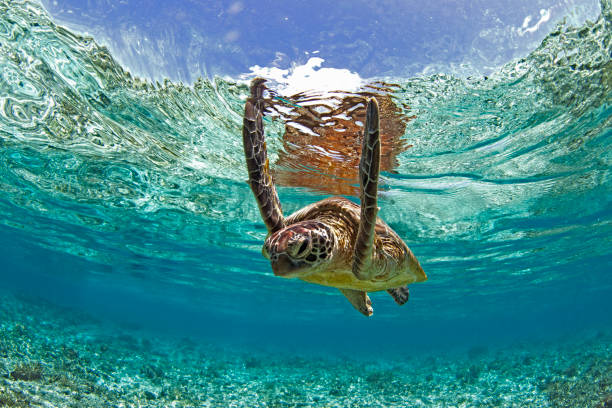 istock Green Sea Turtle in lagoon. 1431531832
