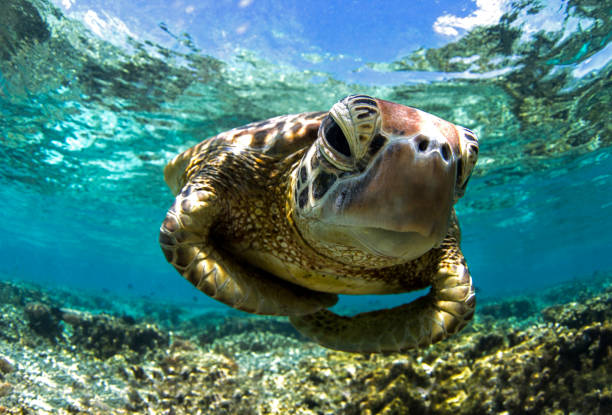 istock Green Sea Turtle in lagoon. 1431531873