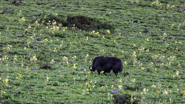 Yaks graze on the hillside covered with Meconopsis