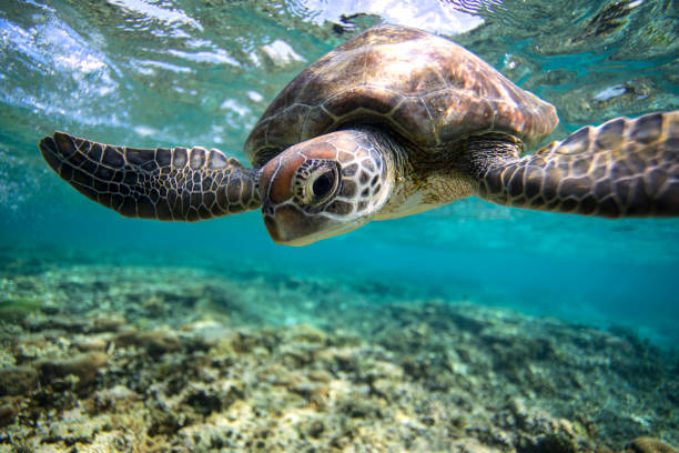istock Green Sea Turtle in lagoon. 1431532354