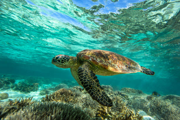 istock Green Sea Turtle in lagoon. 1431532356