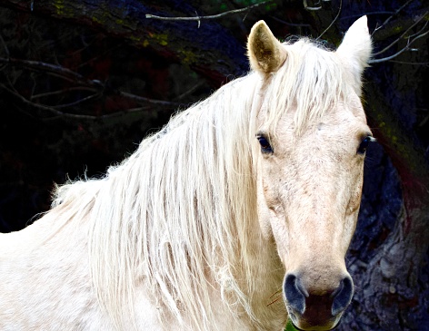 Horizontal closeup photo of a cream coloured Palomino horse with a white mane standing next to a Pine tree in late afternoon in Autumn. Dark background.