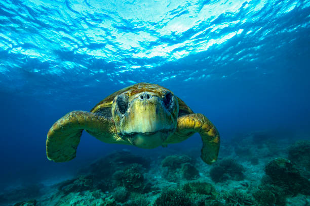 istock A Loggerhead Sea Turtle on the Great Barrier Reef. 1431534788