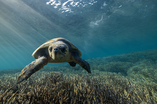 A Loggerhead Sea Turtle swimming on the Great Barrier Reef at LAdy Elliot Island in Queensland Australia.