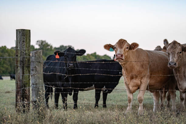 istock Commercial cows at barbed wire fence line 1431536297