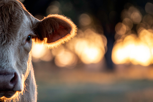 Half of a Charolais cow head with brilliant, orange sunset bokeh background and negative space.