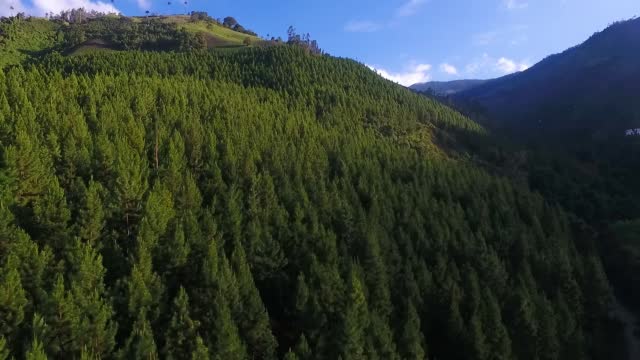drone view of forest full of green pine trees and a variety of trees with large and tall blue skies