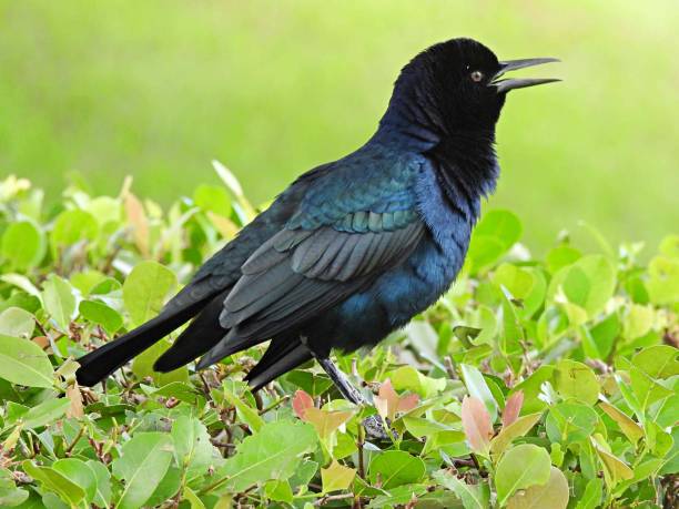 istock Boat-tailed Grackle (Quiscalus major) - male singing 1431540640