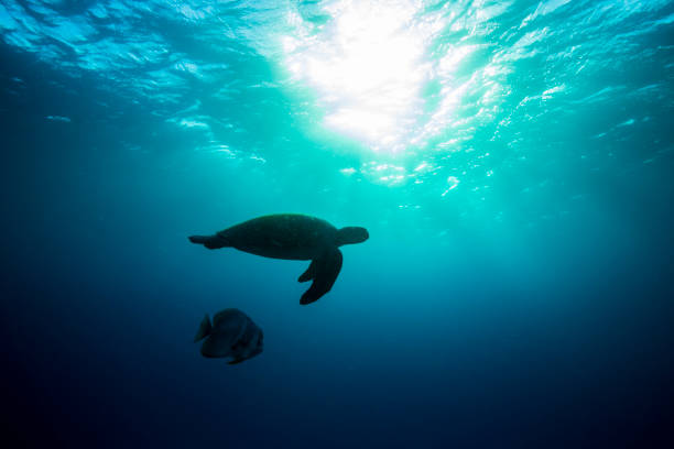 silhueta da tartaruga marinha verde - 2281 - fotografias e filmes do acervo