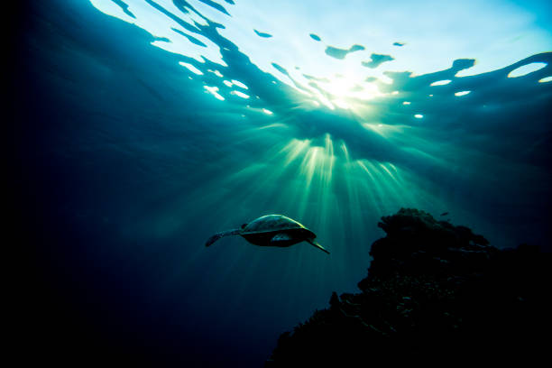 アオウミガメシルエット - turtle green sea turtle silhouette sea ストックフォトと画像