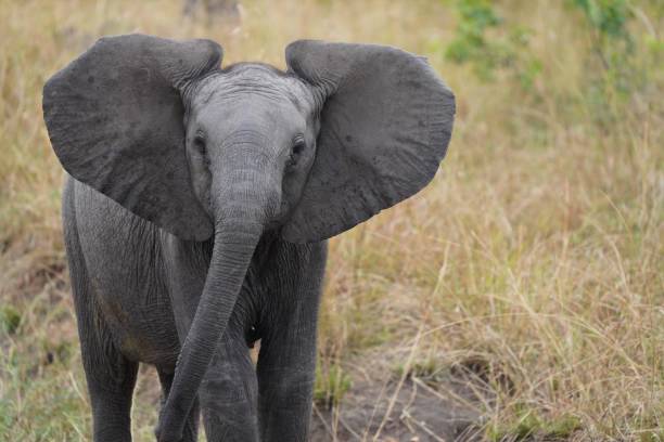 istock Young Elephant looking straight at the camera with ears flared - Serengeti 1431543633