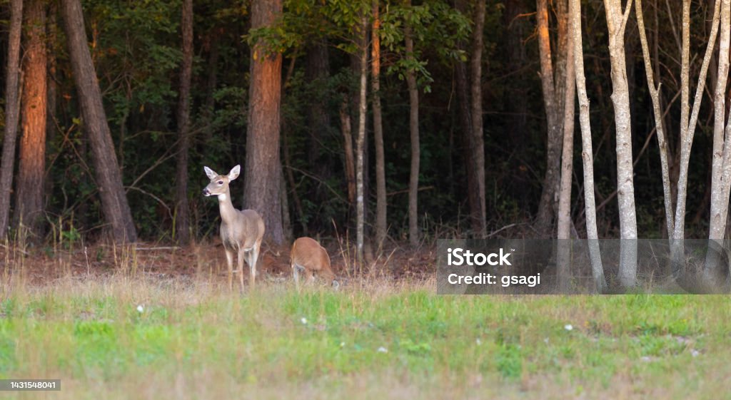 Yearling eating near a doe Young deer and doe in Hoke County near the city of Raeford in North Carolina Animal Stock Photo