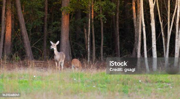 Yearling Eating Near A Doe Stock Photo - Download Image Now - Animal, Animal Body, Animal Body Part