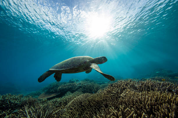 istock Majestic Green Sea Turtles. 1431548255