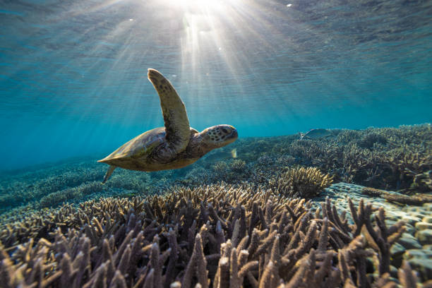 istock Majestic Green Sea Turtles. 1431548366
