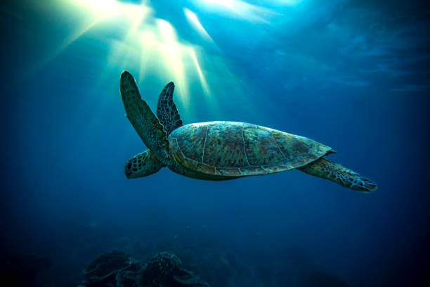 Majestic Green Sea Turtles swimming through rays of light on the Great Barrier Reef at LAdy Elliot Island .