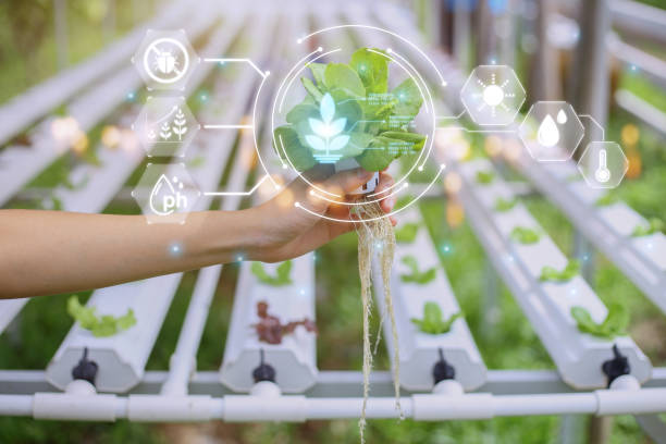 istock Innovation technology, Agriculture management, Technology concept in coriander greenhouse, Internet of things, Smart farm technology for detection and control system, Growth rate of plant 1431548922