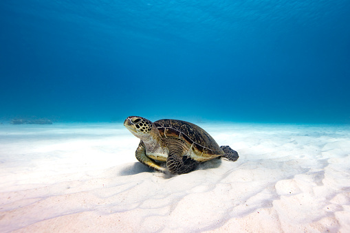 A green Sea Turtle takes a rest on a patch on sand on the Great Barrier Reef off Lady Elliot Island in Queensland Australia