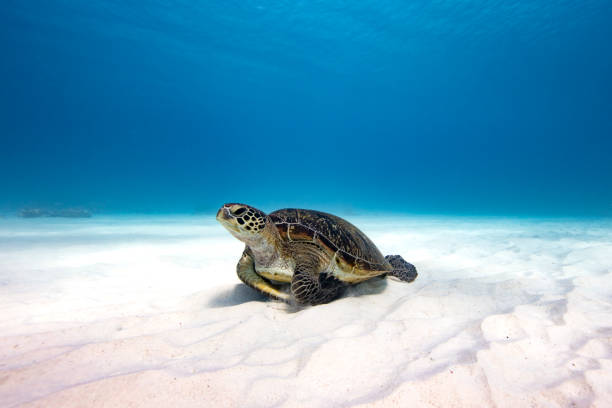 Green Seat Turtle resting A green Sea Turtle takes a rest on a patch on sand on the Great Barrier Reef off Lady Elliot Island in Queensland Australia great barrier reef marine park stock pictures, royalty-free photos & images