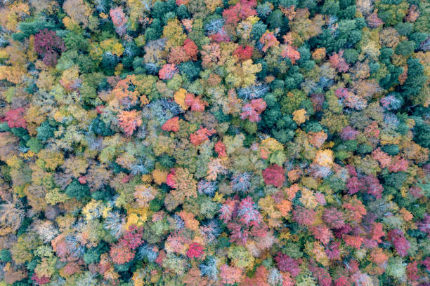 istock Peak Foilage - Lake Colgate, New York 1431551965