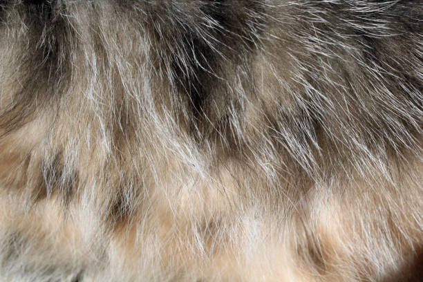 istock Close up textured background of grey cat fur 1431552340