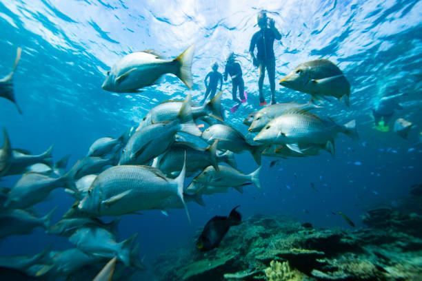 Swimming with Sea Turtles. Swimming with Green Sea Turtles on the Great Barrier Reef at LAdy Elliot Island in Queensland Australia great barrier reef marine park stock pictures, royalty-free photos & images