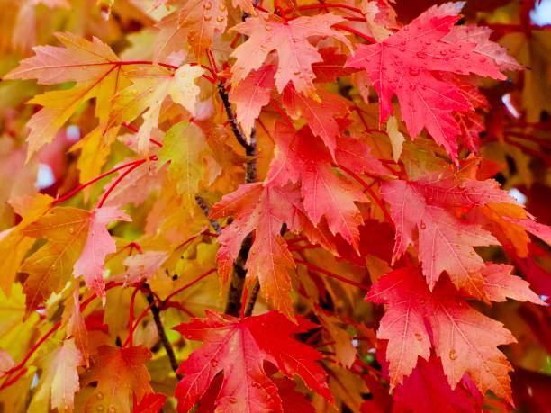 istock Vibrant Maple Leaves in Autumn 1431558238