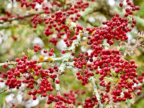 Horizontal extreme closeup photo of masses of vibrant red berries, green leaves and pale green lichen growing on a Cotoneaster tree in Autumn. New England high country near Armidale, NSW. Soft focus background.