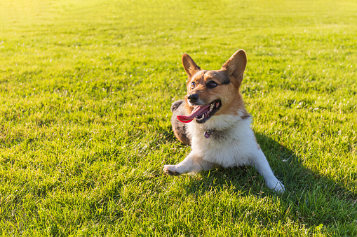 Happy and playful corgi dog is sitting on a grass with her mouth open and tongue out