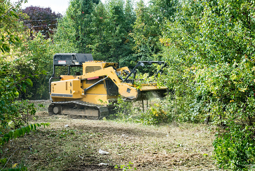 Heavy machinery Forestry Mulcher knocking down and grinding up small trees and underbrush.