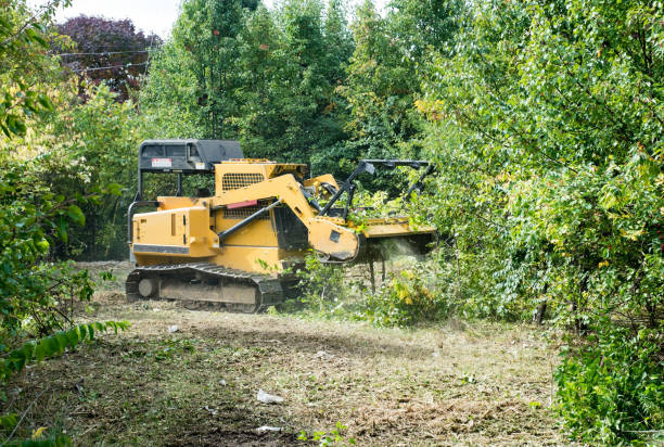 Forestry Mulcher Grinding Up Underbrush Heavy machinery Forestry Mulcher knocking down and grinding up small trees and underbrush. only land stock pictures, royalty-free photos & images