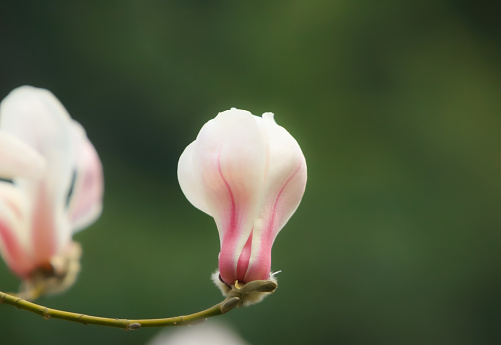 magnolia blossom