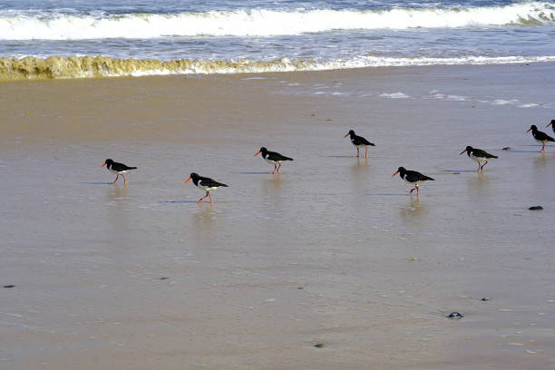 istock Manning Point, NSW, Australia 1431566273