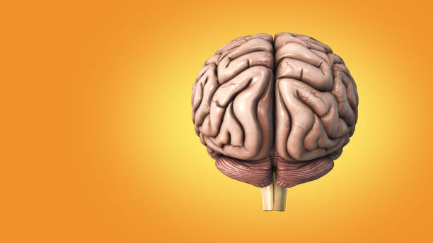 istock The medical structure of the human brain 3d illustration 1431566290